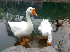 两只鹅图片,两只鹅的和谐共舞  第2张