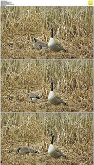 两只鹅图片,两只鹅的和谐共舞  第3张